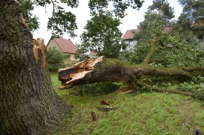 Fallen Tree Being Removed