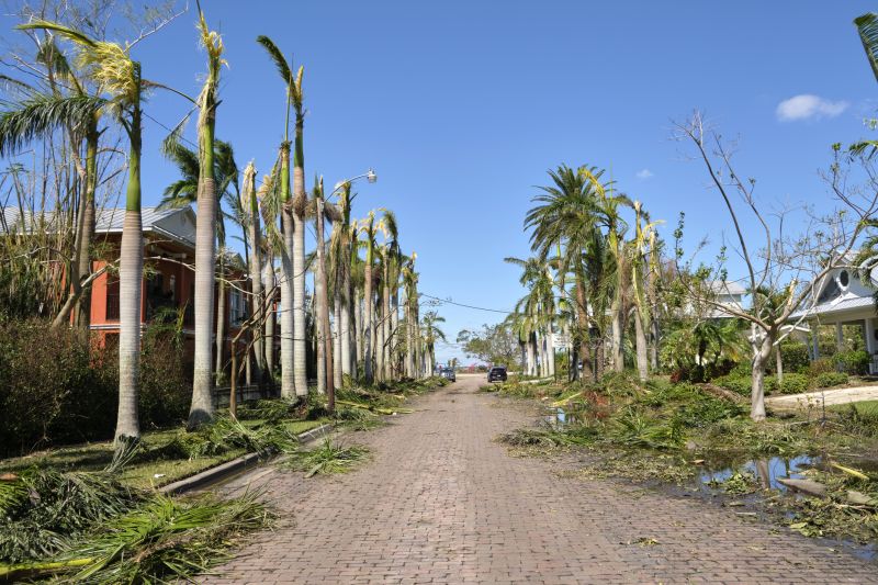 Storm Damage Tree Debris