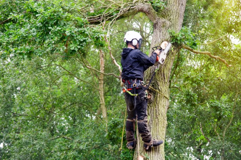 Arborist Performing Pruning