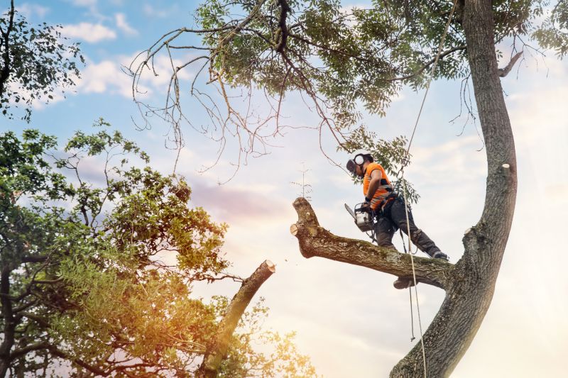 Tree Inspection by an Arborist