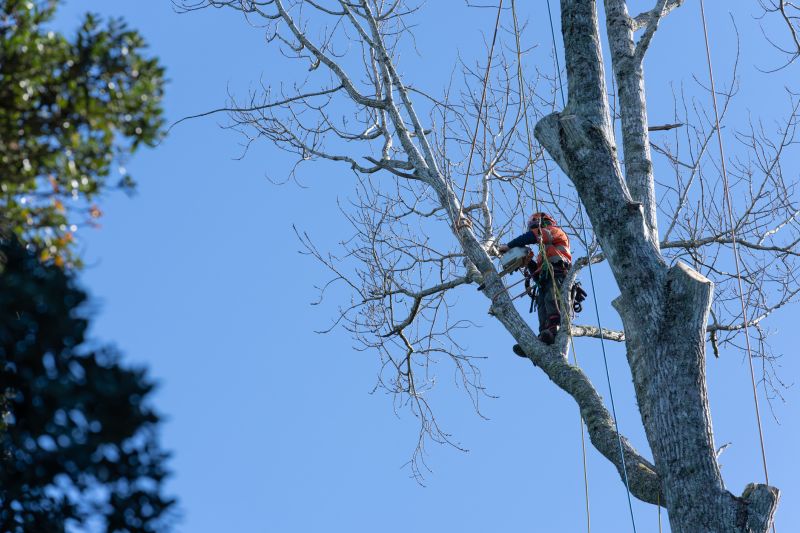 Fall Tree Pruning
