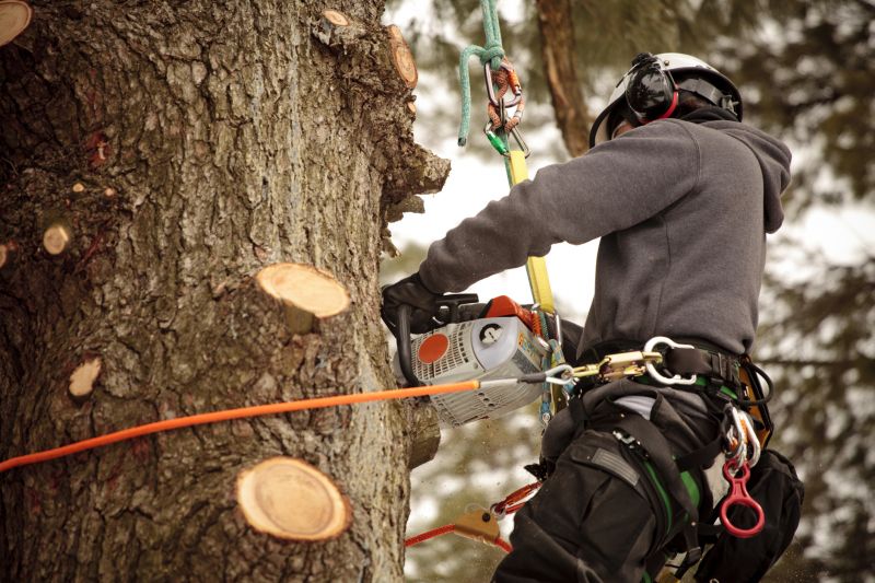 Customized Tree Care Plans