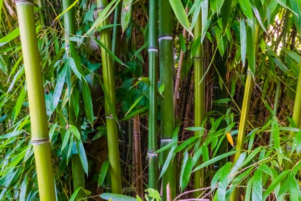 Cost of Bamboo Trimming in Heber City