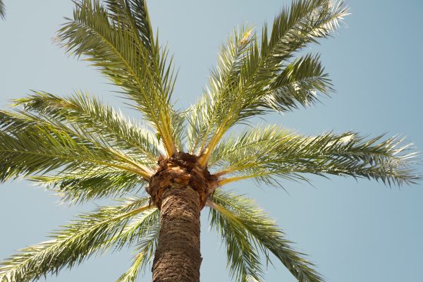 Cost of Palm Tree Pruning in Heber City