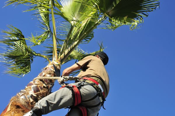 Cost of Palm Tree Trimming in Heber City