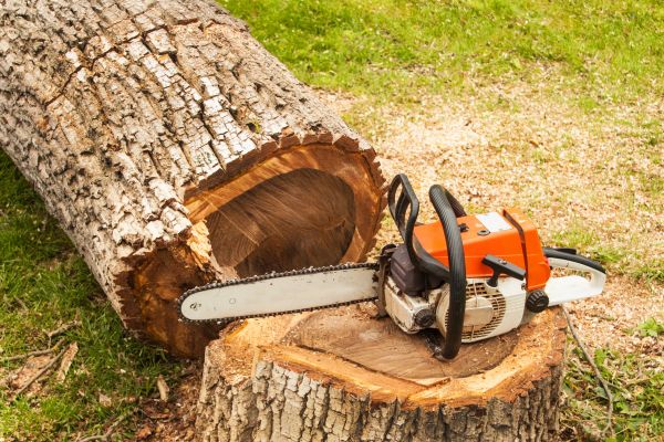 Cost of Tree Cutting Service in Heber City