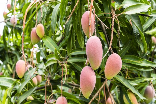 Cost of Mango Tree Trimming in Heber City