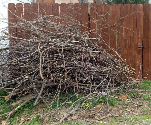 Cost of Dead Branch Removal in Heber City