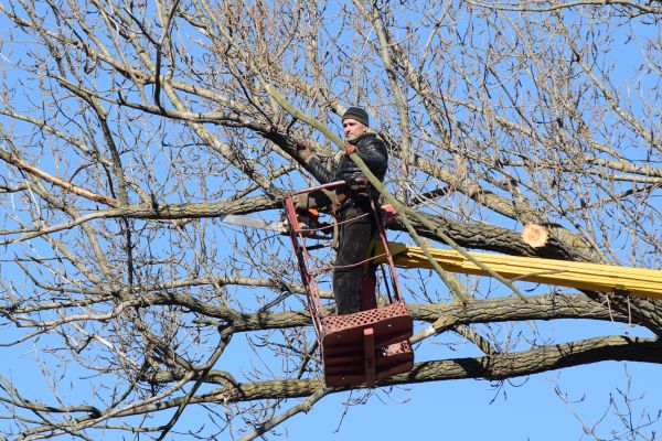 Cost of Emergency Tree Trimming in Heber City