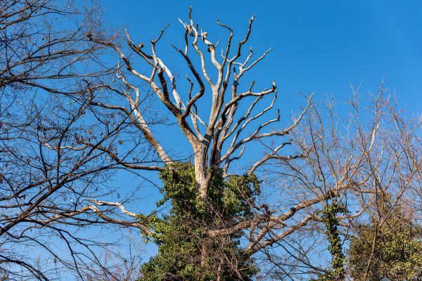 Cost of Deadwood Removal in Heber City