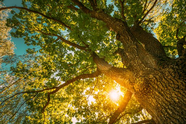 Cost of Oak Tree Pruning in Heber City