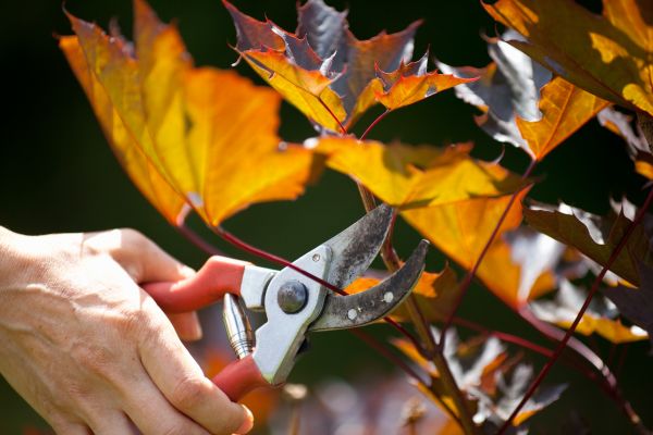 Cost of Maple Tree Pruning in Heber City