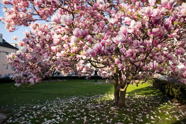 Cost of Magnolia Tree Pruning in Heber City