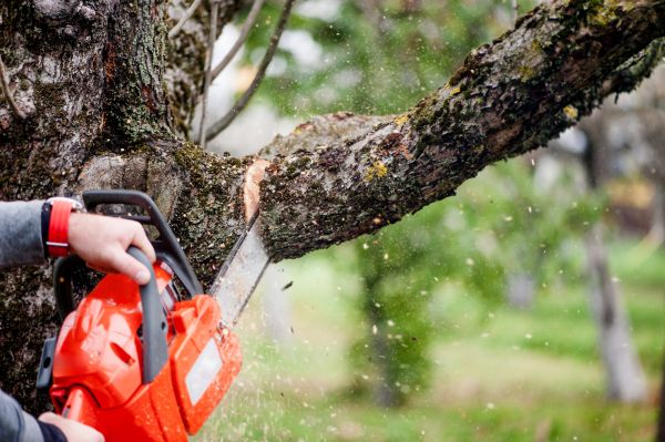 Cost of Tree Limbs Removal in Heber City