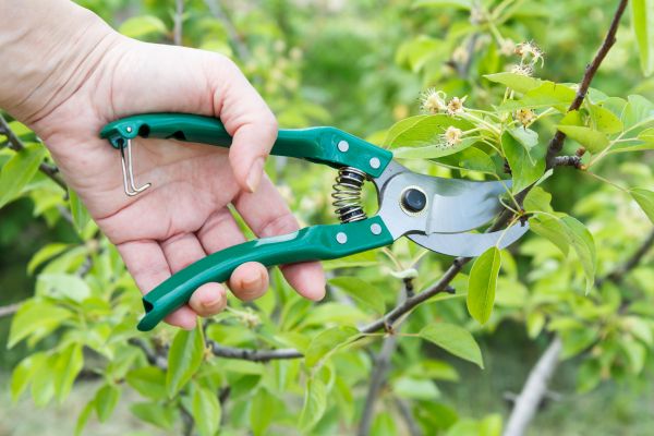 Cost of Pear Tree Pruning in Heber City