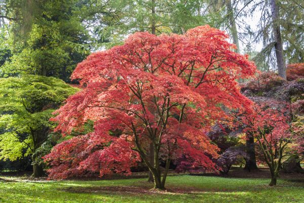 Cost of Japanese Maple Pruning in Heber City