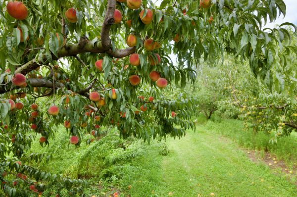 Cost of Peach Tree Pruning in Heber City
