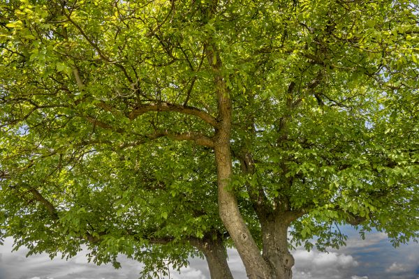 Cost of Walnut Tree Trimming in Heber City