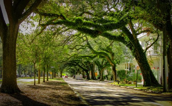 Cost of Tree Canopy Thinning in Heber City