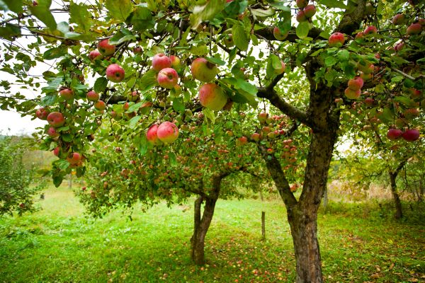 Cost of Apple Tree Pruning in Heber City