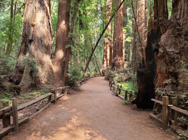 Cost of Redwood Tree Pruning in Heber City