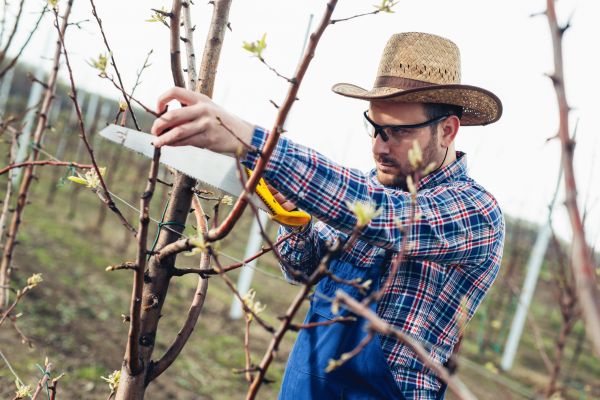 Cost of Orchard Tree Pruning in Heber City