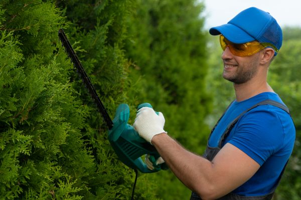 Cost of Tree Shaping Service in Heber City