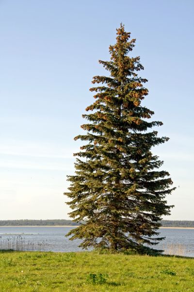 Cost of Spruce Tree Pruning in Heber City