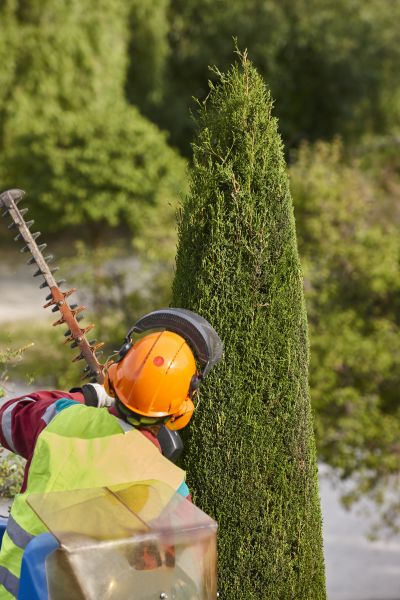 Cost of Cypress Tree Trimming in Heber City