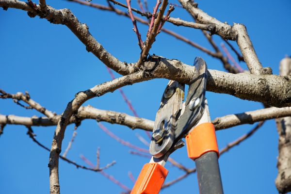 Cost of Peach Tree Trimming in Heber City