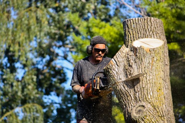 Cost of Ash Tree Pruning in Heber City