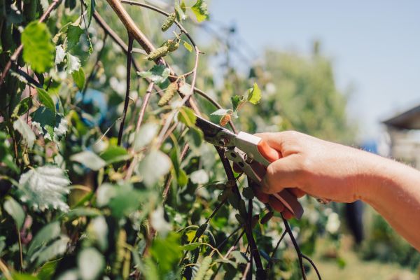 Cost of Birch Tree Pruning in Heber City