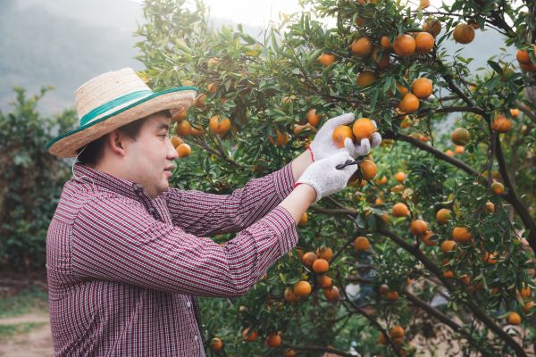 Cost of Orange Tree Pruning in Heber City