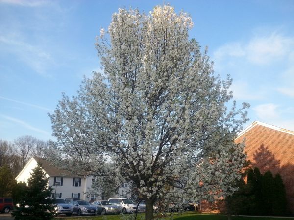 Cost of Bradford Pear Tree Pruning in Heber City