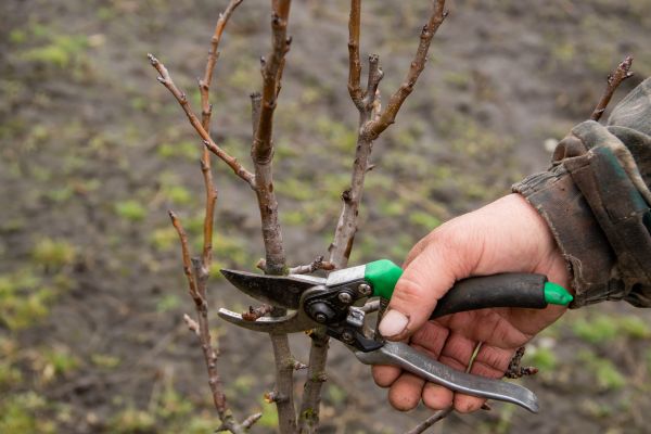 Cost of Pear Trees Pruning in Heber City