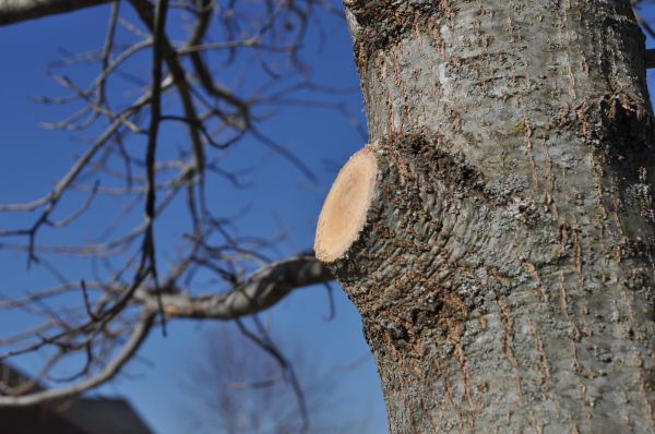 Cost of Limb Pruning in Heber City