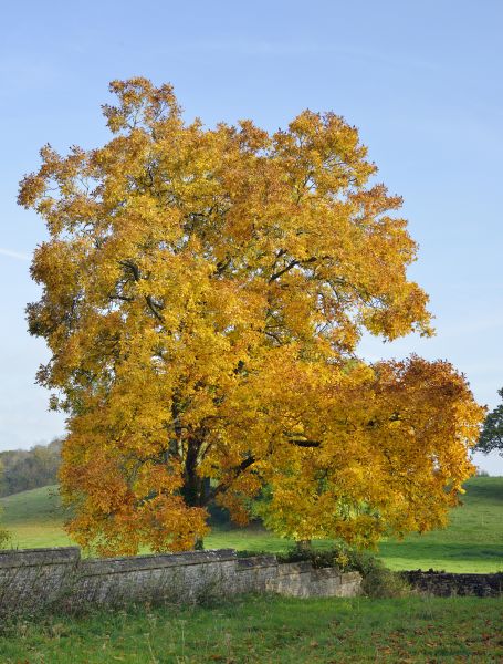 Cost of Hickory Tree Trimming in Heber City