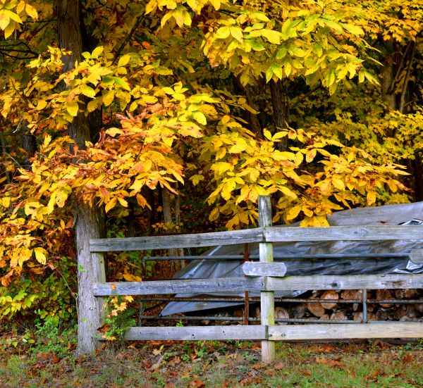 Cost of Hickory Tree Pruning in Heber City