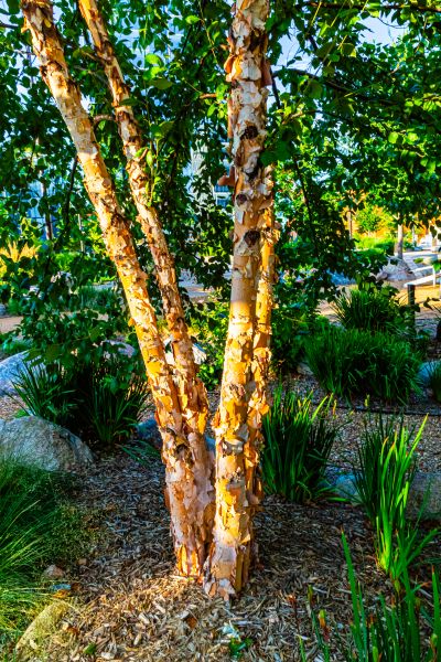 Cost of River Birch Trimming in Heber City
