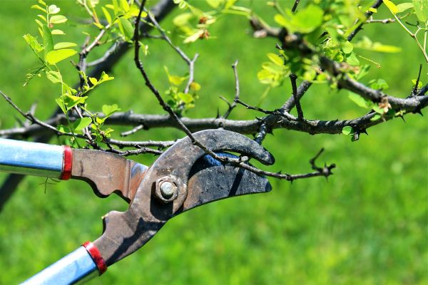 Cost of Branches Pruning in Heber City