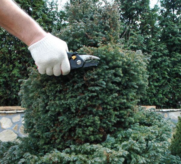 Cost of Ornamental Tree Trimming in Heber City