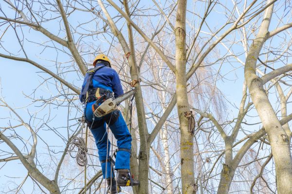 Cost of Large Tree Trimming in Heber City
