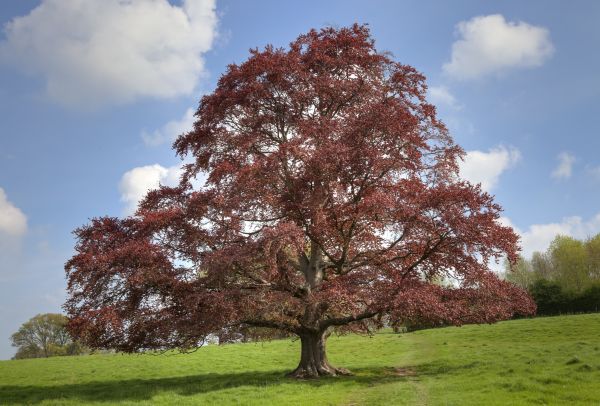 Cost of Beech Tree Pruning in Heber City