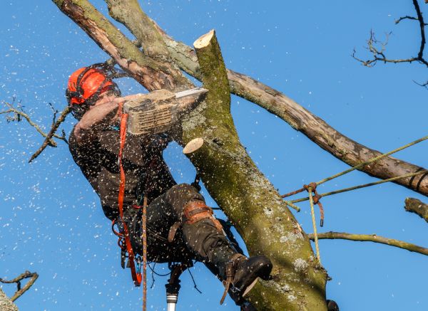 Cost of Tree Trimming Service in Heber City